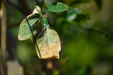 Close up leaves on the tree, nature plant leaf background