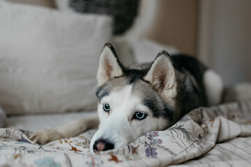 A Husky dog on the couch in the apartment. A dog with blue eyes.