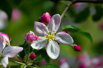 Morning in the garden. Apple blossom. Apple tree blossoms are always a beautiful sight.