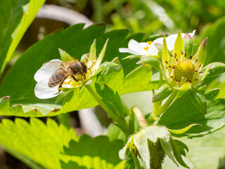 Flowering strawberry bush with a bee in the garden.