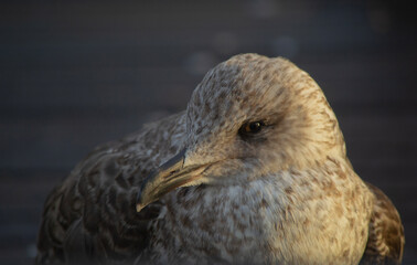 gaviota patiamarilla posando