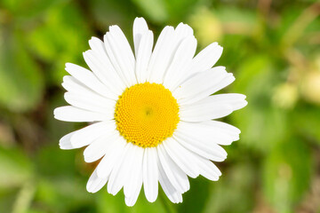 Obraz premium Bud of chamomile flower with blurred natural background