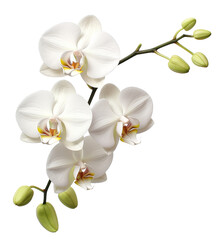 orchid flower isolated on transparent background