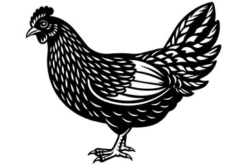  chicken  silhouette  vector and illustration