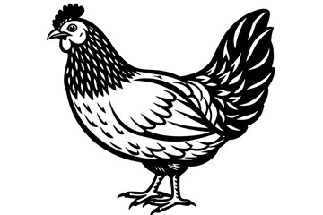  chicken  silhouette  vector and illustration