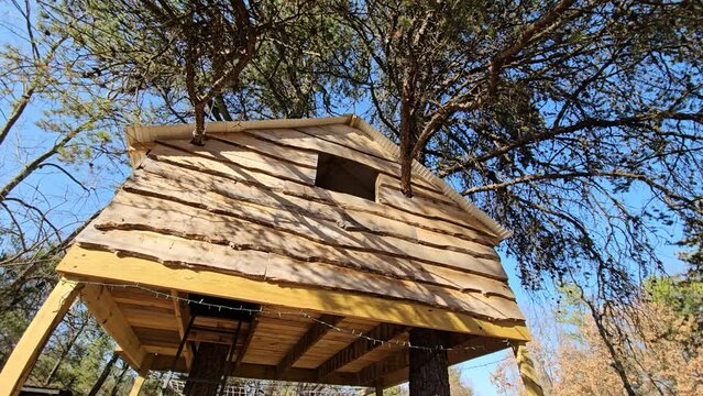 Wide and low angle view of tree house build around pine trees swaying or wobbling against blue sky in windy sunny day.