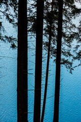 Pine tree silhouette with water surface in background. - 763882635