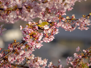メジロとカワヅザクラ