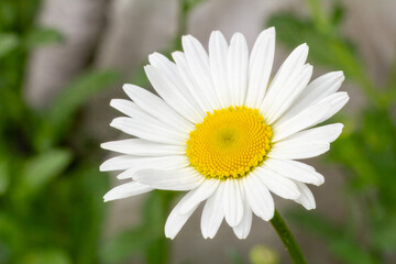 Bud of chamomile flower with blurred natural background