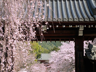 満開の桜が咲く京都の古寺