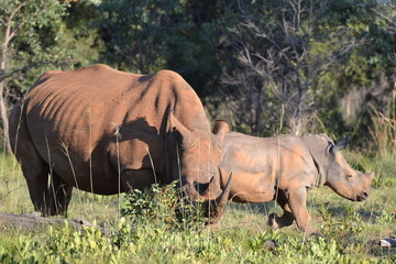 rhino with baby © Martin