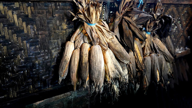 Traditional seed-saving by local farmer in Java, Indonesia. Smoke dried corn seeds.