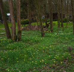 Landscape with narcissus, wood anemone and other wild flowers; summer cottage at background in forest. Springtime woodland in Ile-de-France, France. Vacation in nature, rural tourism. Selective focus.