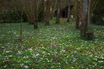 Landscape with primroses and other wild flowers blooming; summer cottage at background in forest. Springtime woodland in Ile-de-France, France. Vacation in nature, rural tourism. Selective focus.