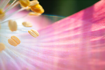 A close up of a pink poppy petal with a small ray of sunlight making a rainbow over it
