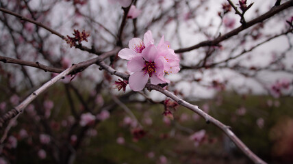 Almond blossom in spring