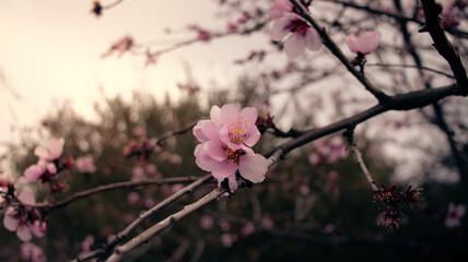 Almond blossom in spring