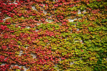 Leaves changing color at Otaru Canal in Hokkaido