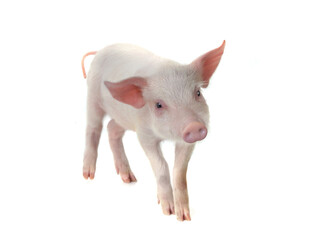 pig isolated on white background - 763891246
