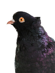 portrait black pigeon  isolated on white background - 763891278