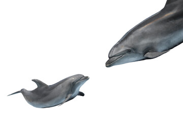 dolphin - 763891289
