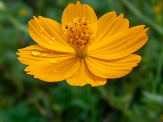  Flower with water droplet