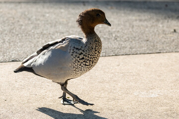 Maned Duck Pacing the Path