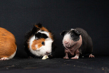 Guinea pigs on black background