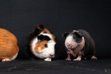 Guinea pigs on black background