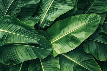  abstract green banana texture, nature background, tropical leaf