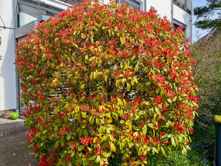 Fototapeta na wymiar Tree with green and red leaves. Decorative evergreen very dense low shrub.