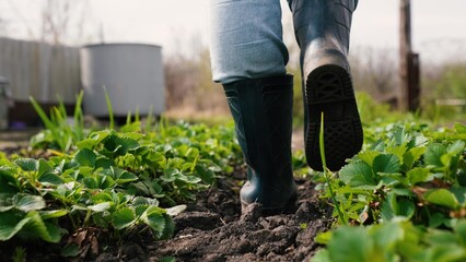 farmer walks along farm rubber boots, agriculture, work farm garden, gardener walks rubber boots...