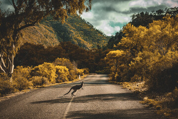 Outback Encounter © Corey