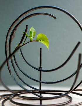 D&eacute;coration int&eacute;rieure, spirales et plantes