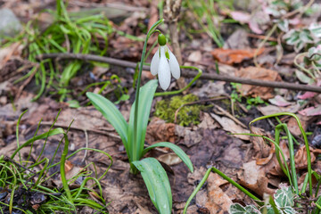 Blooming snowdrop in overcast weather on a blurred background