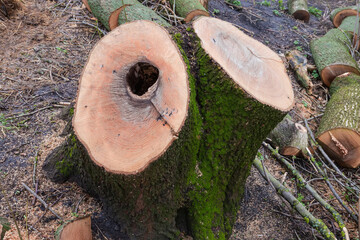 Double stump of the old thick ash tree with hollow