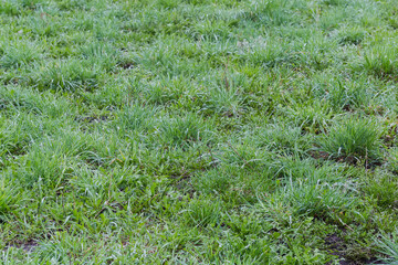 Field overgrown with grass covered with water drops after rain