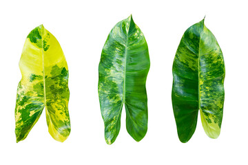 Tropical leaves set. Palm leaf, banana leaves, coconut leaf, monstera, fern and Jungle...
