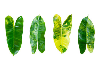 Tropical leaves set. Palm leaf, banana leaves, coconut leaf, monstera, fern and Jungle leaves.Fresh.isolated on white background for design elements.