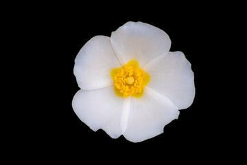 Fototapeta na wymiar Nice copy of flower of white rose,rosa laevigata,on a black background