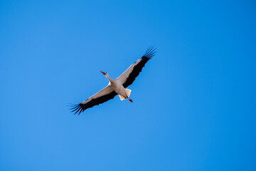 Obraz premium Close-up of the majestic flight of a stork with cloudless blue sky background.Stork (Ciconia ciconia) flying in the blue sky. A stork during migration. Horizontal photo. Copy space.