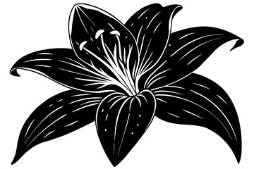 Lily silhouette  vector and illustration