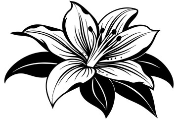 Lily silhouette  vector and illustration