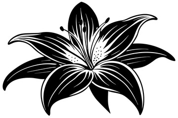 Lily silhouette  vector and illustration