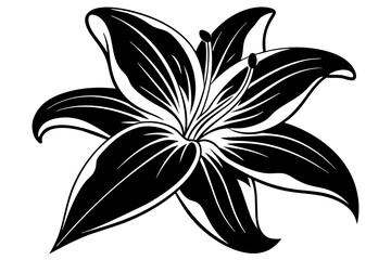 Lily silhouette  vector and illustration
