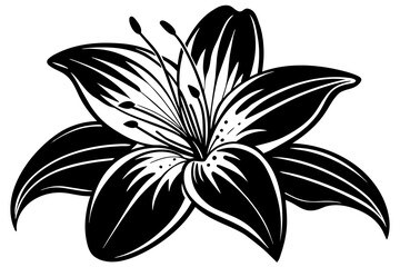 Lily silhouette  vector and illustration