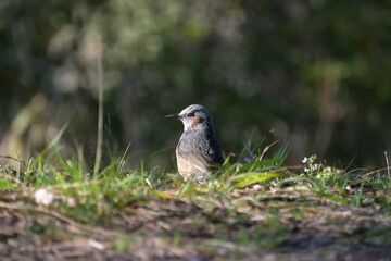 朝陽を浴びたヒヨドリの横顔
