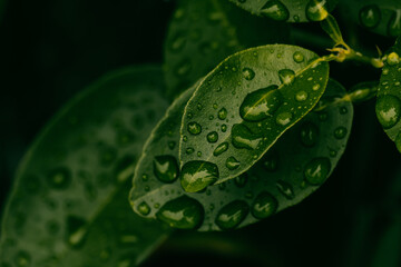 water drops splashing on green leaf, dark toned color