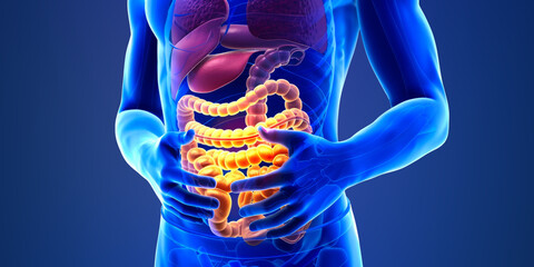 Digital human anatomy illustration highlighting digestive system organs with a focus on the intestines. - obrazy, fototapety, plakaty