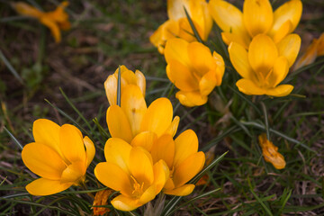 Yellow crocuses in bloom close-up in a green spring meadow